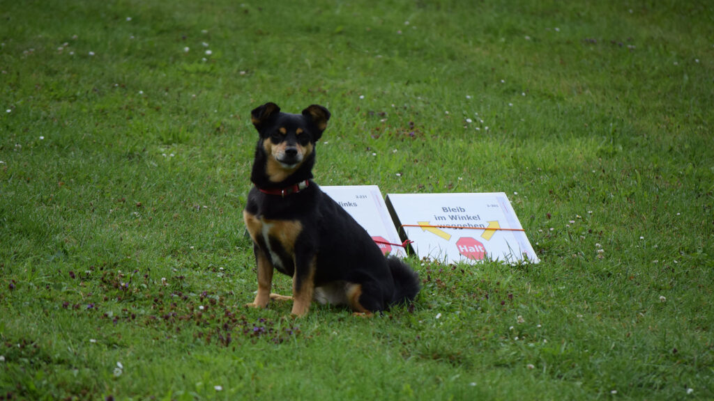 Rally Obedience